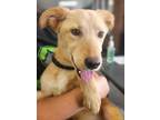 Adopt Life'S A Message a Labrador Retriever / Mixed dog in Cleveland