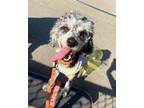 Adopt Crumb a Merle Australian Shepherd / Australian Shepherd / Mixed dog in