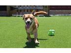 Adopt Jay a Corgi / Dachshund / Mixed dog in Chestertown, MD (41538213)