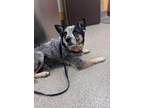 Adopt RIP a Australian Cattle Dog dog in Bradenton, FL (41538209)