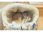 Adopt LUCY a Orange or Red Tabby American Shorthair / Mixed (short coat) cat in