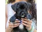 Adopt Enzo a Black - with White Schnauzer (Standard) / Labrador Retriever /