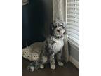 Adopt Baxter a Merle Cockapoo / Mixed dog in Temple Hills, MD (41538182)