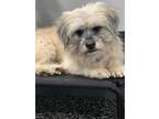 Adopt Harvey a Tan/Yellow/Fawn Shih Tzu / Mixed dog in Toronto, ON (41538179)