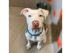 Adopt Damon a White - with Brown or Chocolate Mixed Breed (Medium) / Mixed dog