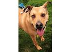 Adopt Courage a Tricolor (Tan/Brown & Black & White) Mutt / German Shepherd Dog