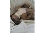 Adopt Blue a Gray/Blue/Silver/Salt & Pepper Bull Terrier / Bull Terrier / Mixed