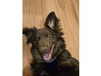 Adopt Julie Blue Skye a Red/Golden/Orange/Chestnut Australian Shepherd / Mixed