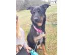 Adopt Shadow heart a Black - with Tan, Yellow or Fawn German Shepherd Dog /
