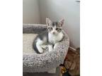 Adopt Frank a Gray or Blue Domestic Shorthair / Mixed Breed (Medium) / Mixed