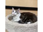 Adopt Taylor a Brown Tabby Domestic Longhair (long coat) cat in Barrington
