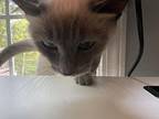 Bubbles Siamese Adult Female