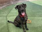 Adopt Ursine a Black Anatolian Shepherd / Mixed Breed (Medium) / Mixed (short