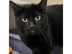 Adopt Jake a Domestic Shorthair / Mixed cat in Des Moines, IA (41537782)