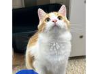 Adopt Maanya -- Bonded Buddy With Maxwell a Domestic Longhair / Mixed cat in Des