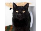 Adopt Sally a Domestic Shorthair / Mixed cat in Des Moines, IA (41537764)