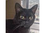Adopt Kibby a Domestic Shorthair / Mixed cat in Des Moines, IA (41537761)