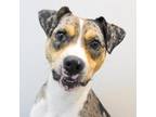 Adopt Nala a Catahoula Leopard Dog / Mixed dog in Des Moines, IA (41483742)