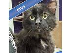 Adopt Fluffy a Domestic Longhair / Mixed cat in Des Moines, IA (41537756)