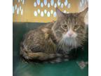 Adopt Beau a Domestic Longhair / Mixed cat in Des Moines, IA (41537748)