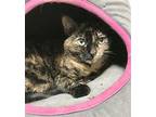 Cecelia Domestic Shorthair Senior Female