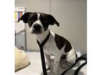 Adopt Patches* a Terrier (Unknown Type, Medium) / Mixed dog in Pomona