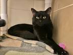 Adopt Sarge a Domestic Shorthair / Mixed cat in Lincoln, NE (41534279)