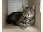 Adopt Colt a Domestic Shorthair / Mixed cat in Lincoln, NE (41534277)