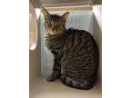 Adopt Jody a Domestic Shorthair / Mixed cat in Lincoln, NE (41534276)