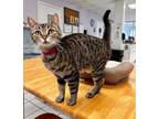 Adopt Turnip a Domestic Shorthair / Mixed cat in Atascadero, CA (41523193)