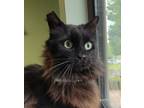 Adopt Monkie a Domestic Longhair / Mixed cat in Sherwood, OR (41537694)