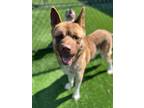 Adopt Nelly a Akita / Mixed dog in Sheboygan, WI (41495856)
