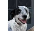 Adopt Birdie a Black - with White Terrier (Unknown Type, Medium) / Jack Russell