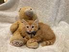 Princess Charming Maine Coon Kitten Male