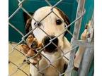 Adopt Peanut Butter a Brindle Bluetick Coonhound / American Pit Bull Terrier dog