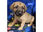 Adopt Zephyr (PUPPY) a Tan/Yellow/Fawn - with Black German Shepherd Dog / Mixed