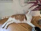 Adopt Griffin a Orange or Red (Mostly) Manx / Mixed (short coat) cat in East