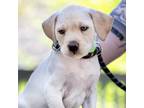 Adopt Pickles a Tan/Yellow/Fawn - with White Schnauzer (Standard) / Labrador