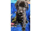 Adopt Zuco (PUPPY) a Black German Shepherd Dog / Labrador Retriever / Mixed dog