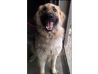 Adopt Jack a Black - with Tan, Yellow or Fawn German Shepherd Dog / Mixed dog in