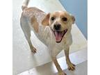 Adopt Roscoe a Red/Golden/Orange/Chestnut - with White Beagle / Cattle Dog /