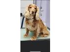 Adopt Fergie a Red/Golden/Orange/Chestnut - with White Cocker Spaniel / Mixed
