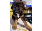 Adopt Zorro (PUPPY) a Black - with Brown, Red, Golden, Orange or Chestnut German