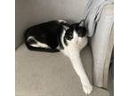 Adopt Oreo a Black & White or Tuxedo Domestic Shorthair (short coat) cat in