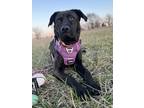 Adopt Enid a Brindle German Shepherd Dog / Bullmastiff / Mixed dog in Overland