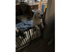 Adopt Olive a White - with Tan, Yellow or Fawn Golden Retriever / Mixed dog in