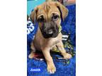 Adopt Zenith (PUPPY) a Tan/Yellow/Fawn - with Black German Shepherd Dog / Mixed