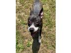 Adopt Nala a Black - with White Dogo Argentino / American Pit Bull Terrier /