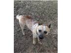 Adopt Red a Red/Golden/Orange/Chestnut - with White Australian Cattle Dog /
