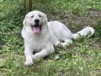 Adopt Ophelia a White Great Pyrenees / Labrador Retriever / Mixed dog in Heber